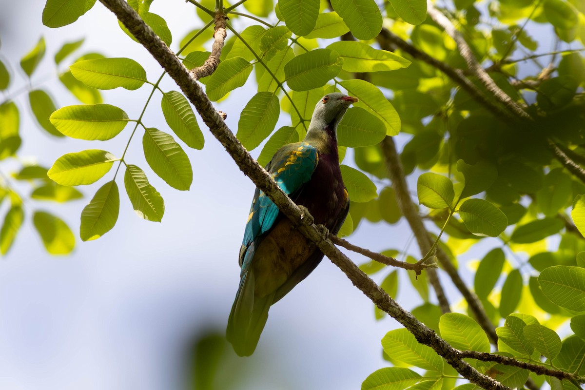 ワープーアオバト - ML646442874