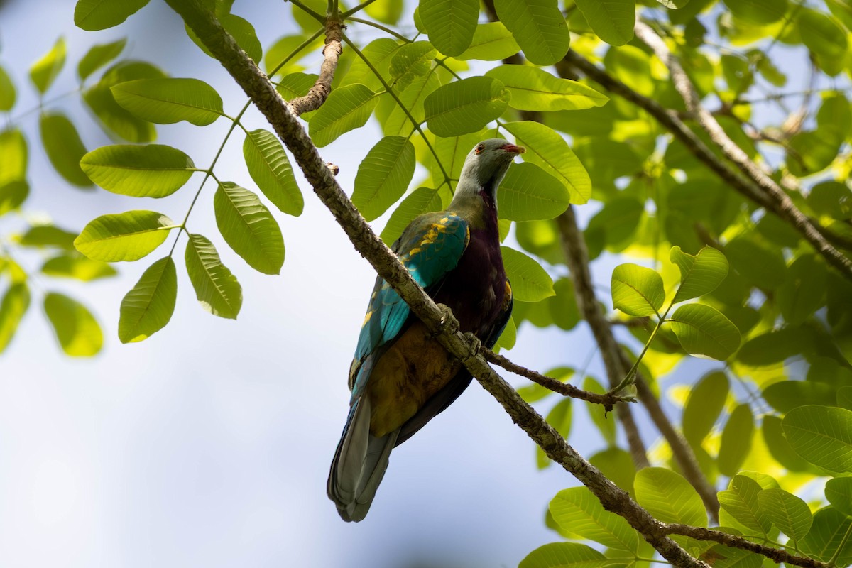 ワープーアオバト - ML646442875