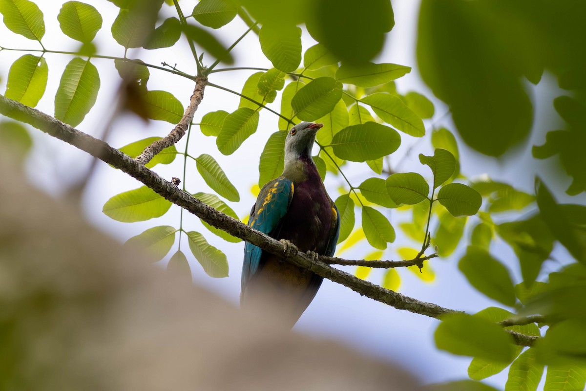 ワープーアオバト - ML646442876