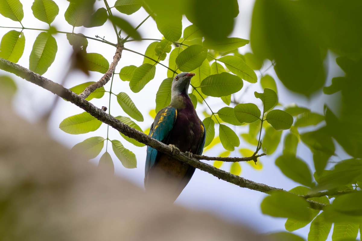 ワープーアオバト - ML646442877