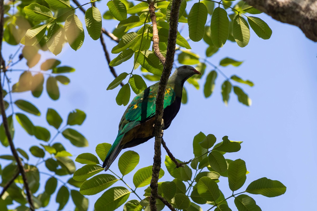 ワープーアオバト - ML646442878