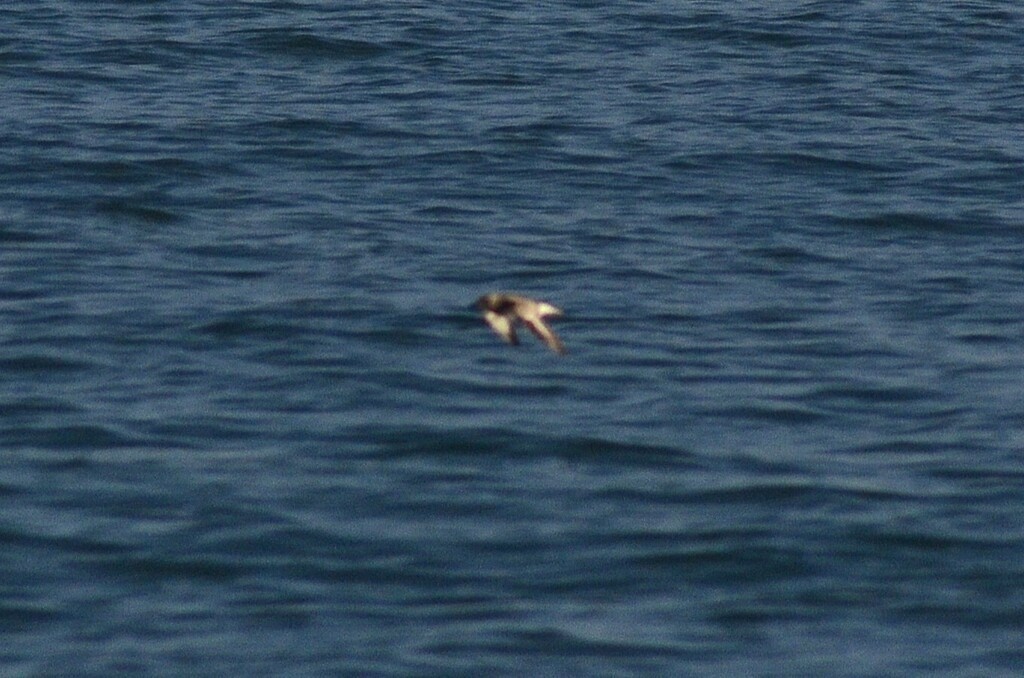 Black-bellied Plover - ML646442880