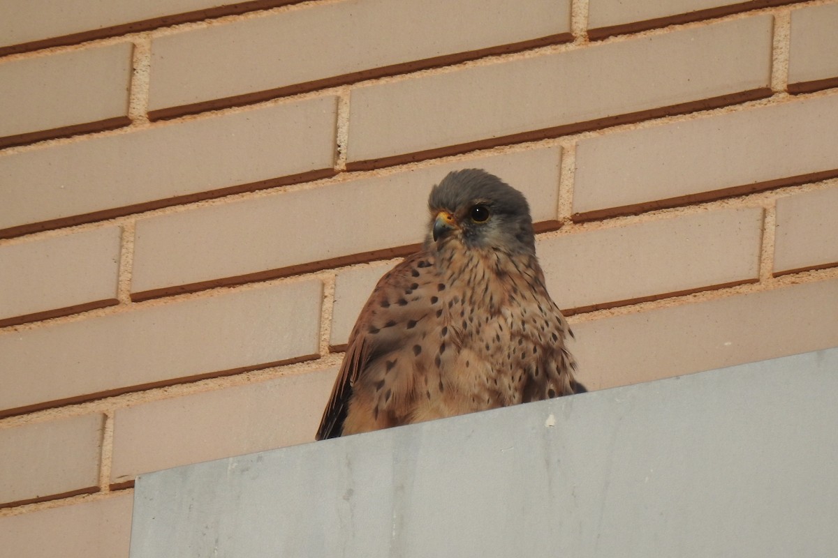 Eurasian Kestrel - ML646442885