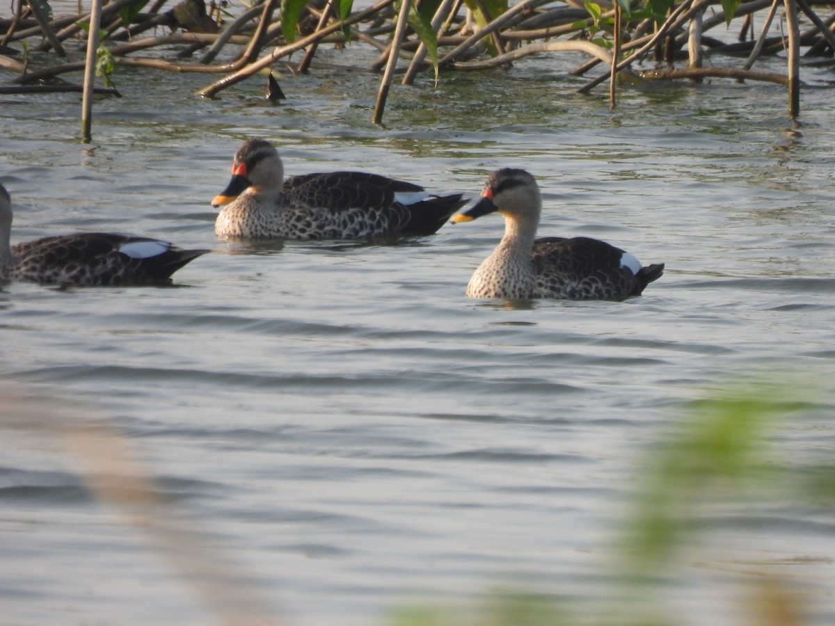 Indian Spot-billed Duck - ML646442886