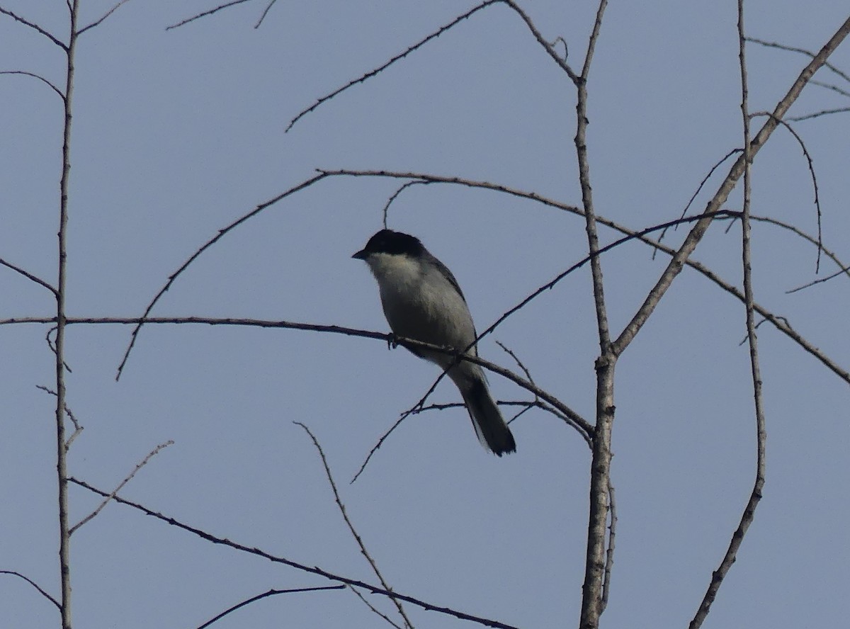 Black-capped Warbling Finch - ML646442887