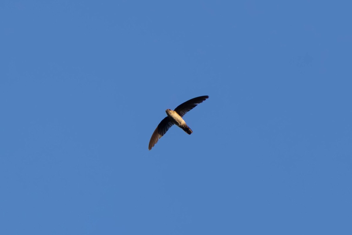 オーストラリアアナツバメ - ML646442890