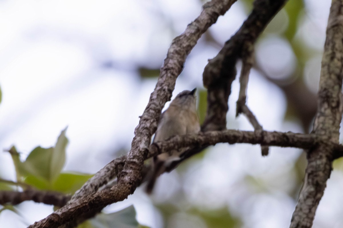 チャイロセンニョムシクイ - ML646442895