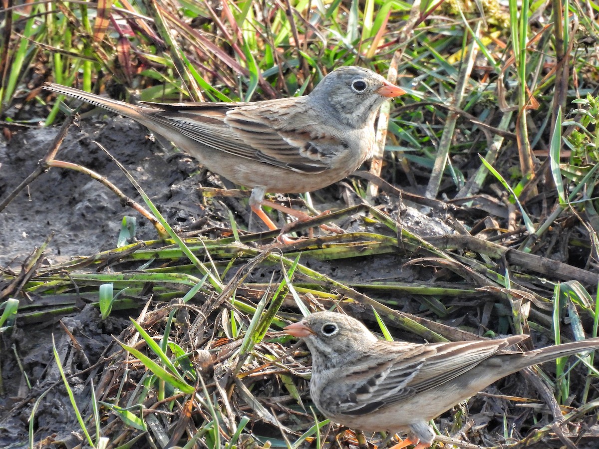 Gray-necked Bunting - ML646442897