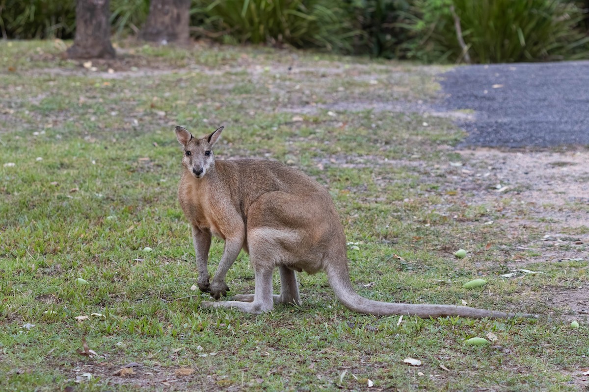 スナイロワラビー - ML646442898