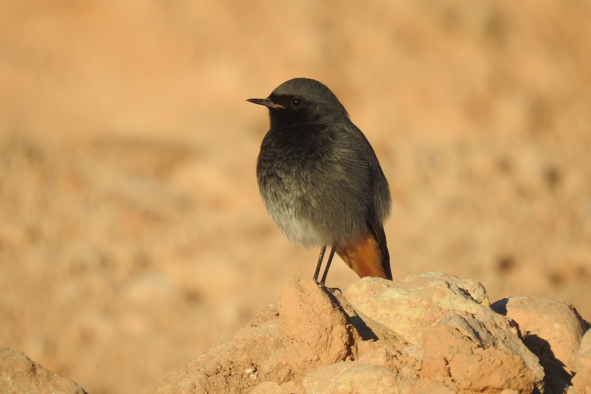 Black Redstart - ML646442901