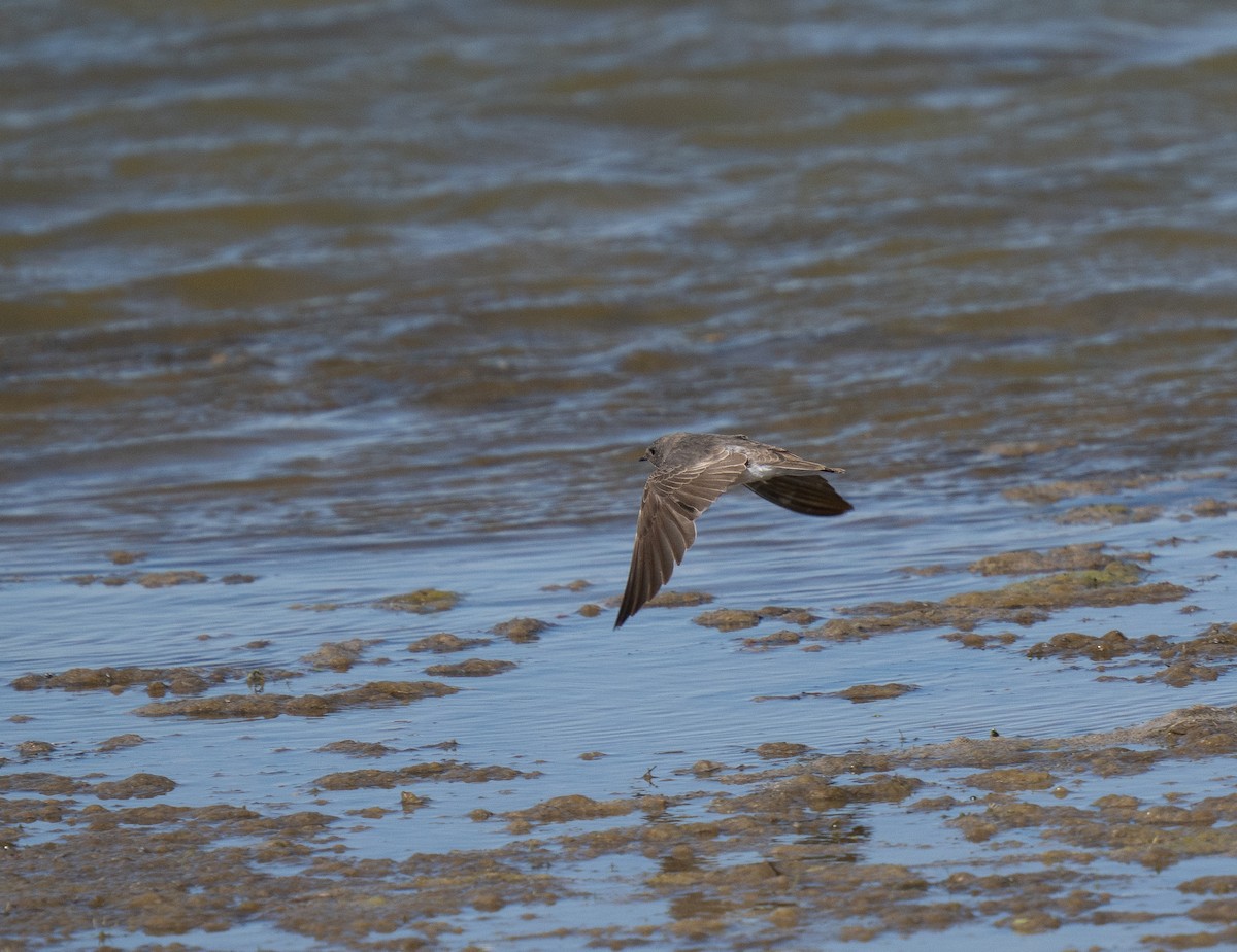 Plain Martin - ML646442903