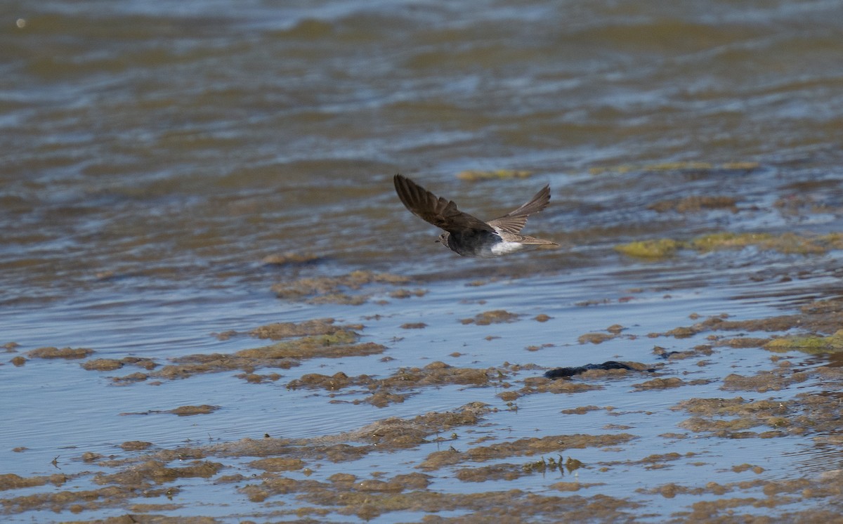 Plain Martin - ML646442904