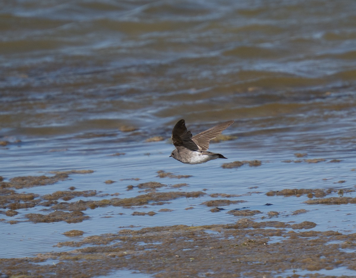 Plain Martin - ML646442905