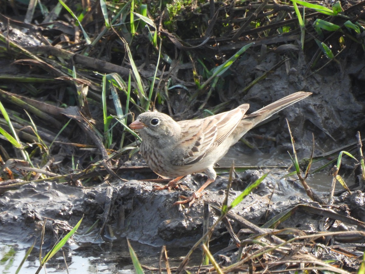 Gray-necked Bunting - ML646442907