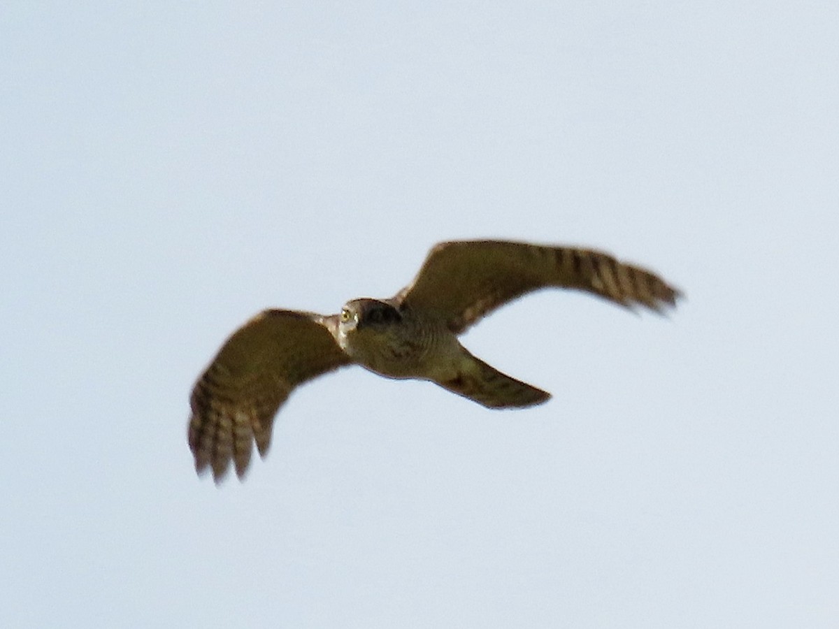 krahujec obecný - ML646442909