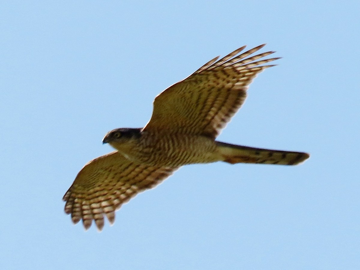 krahujec obecný - ML646442911