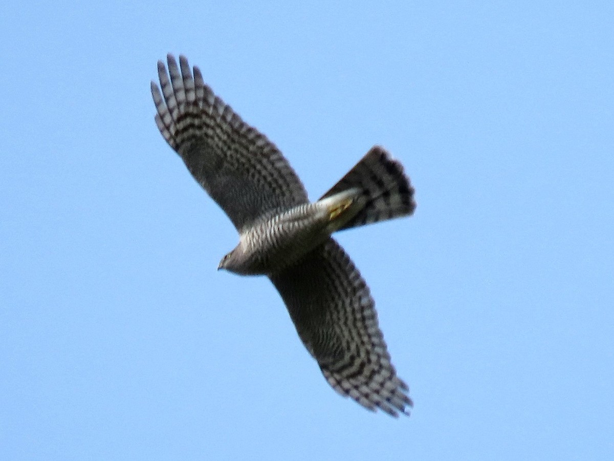 krahujec obecný - ML646442914