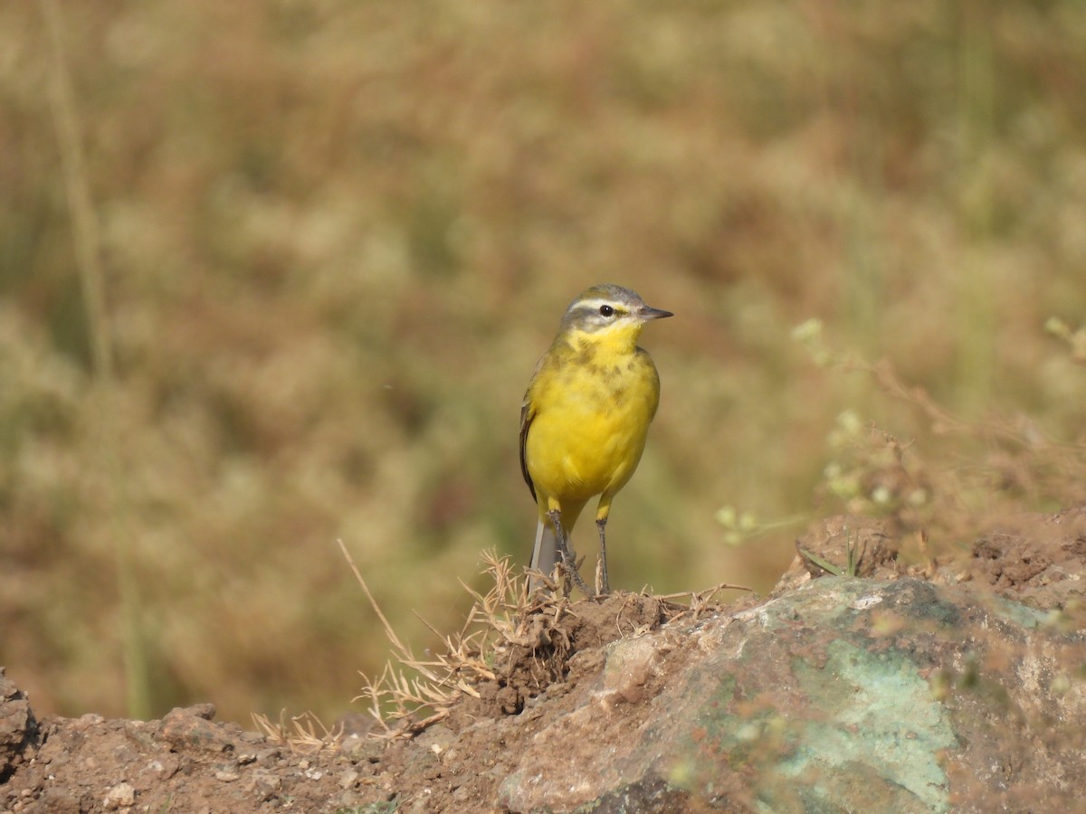Western Yellow Wagtail - ML646442917