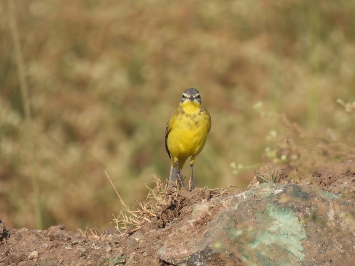 Lavandera Boyera - ML646442918