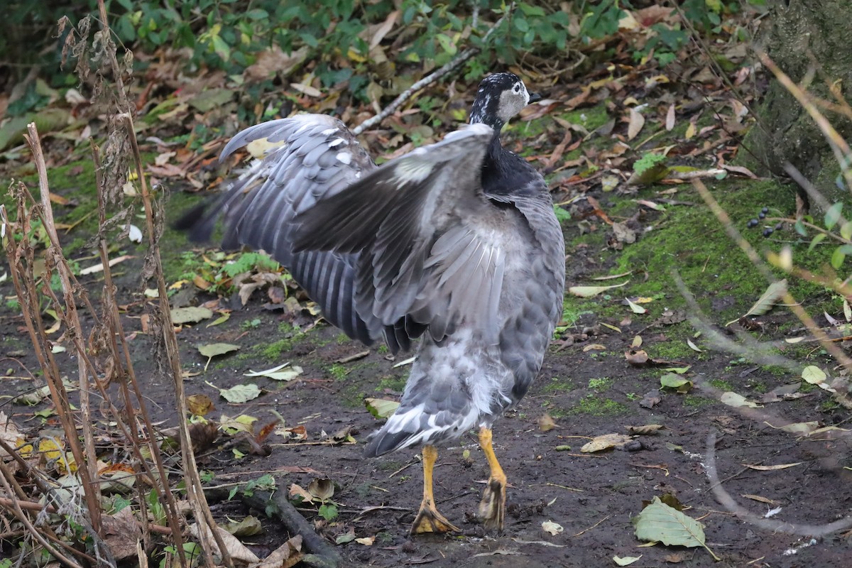 Ánsar/Barnacla sp. - ML646442919