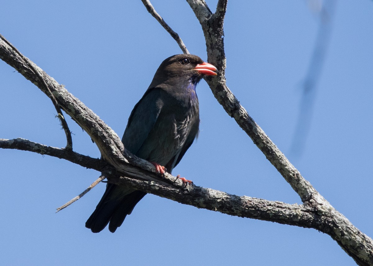 Carraca Oriental - ML646442920