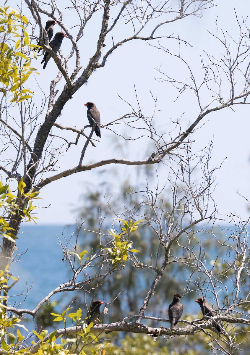 Carraca Oriental - ML646442922