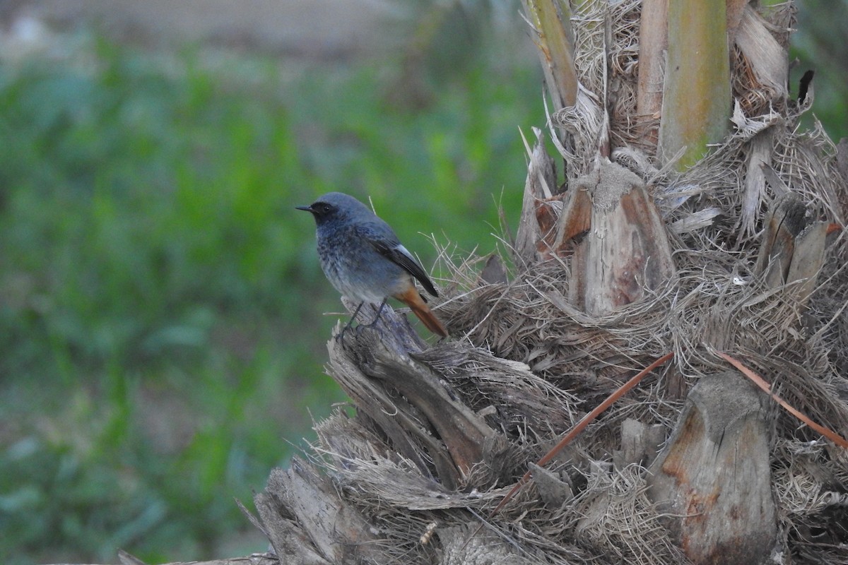 Colirrojo Tizón - ML646442923