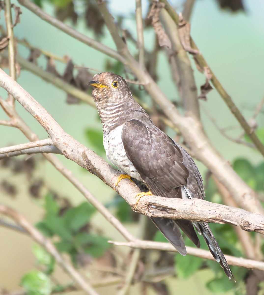 Lesser Cuckoo - ML646442924