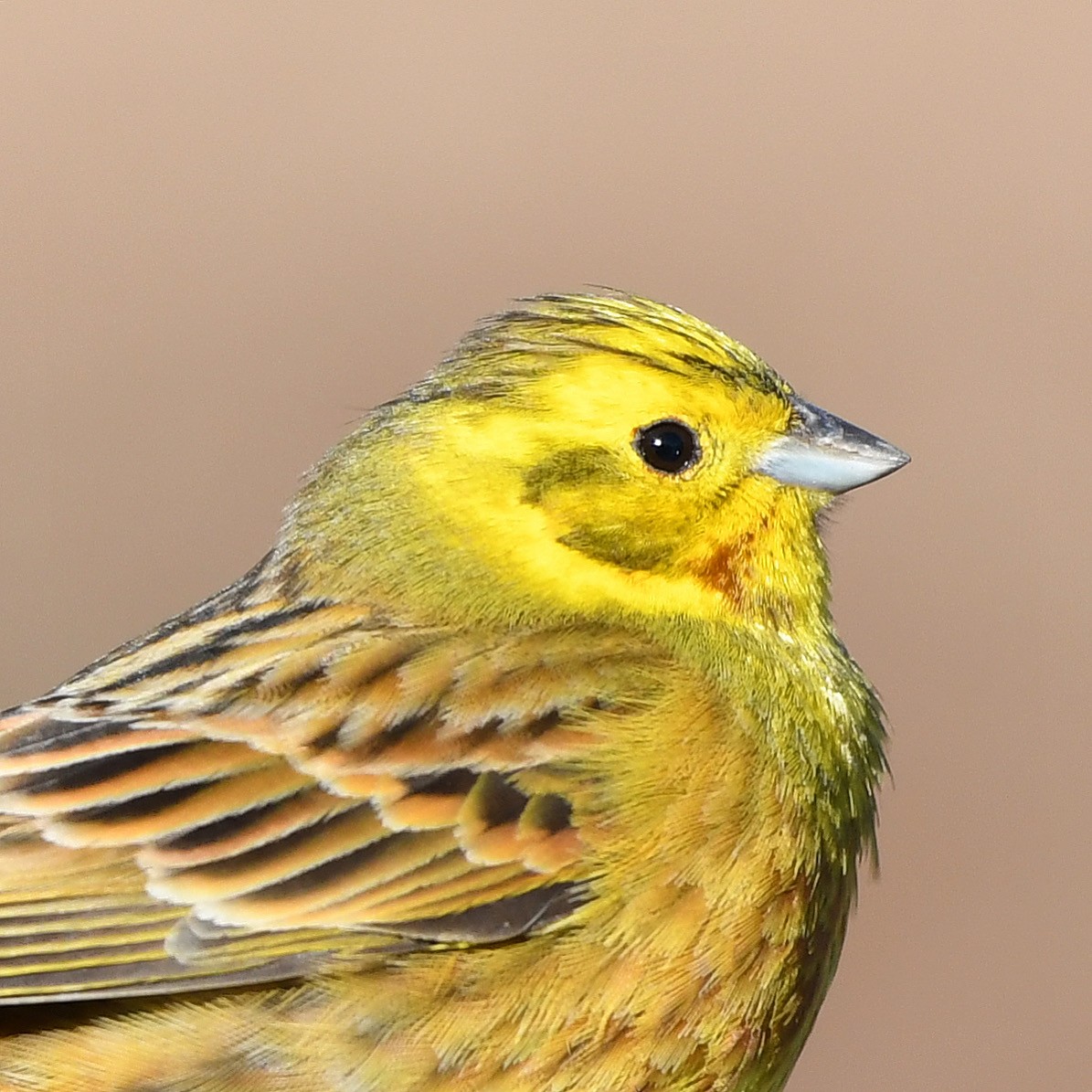 Escribano Cerillo - ML646442925