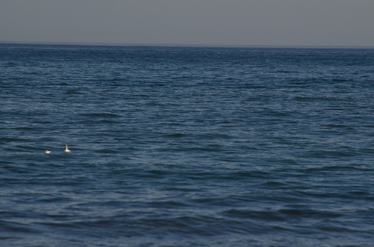 Correlimos Tridáctilo - ML646442926