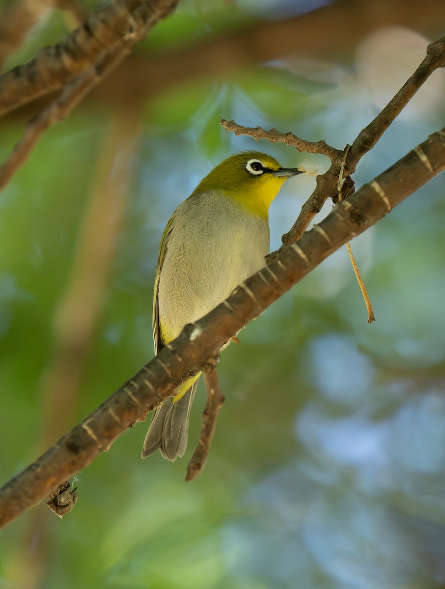 Anteojitos del Orange - ML646442927