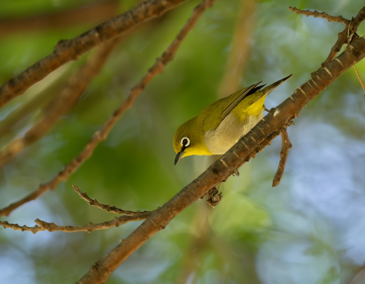 Anteojitos del Orange - ML646442928