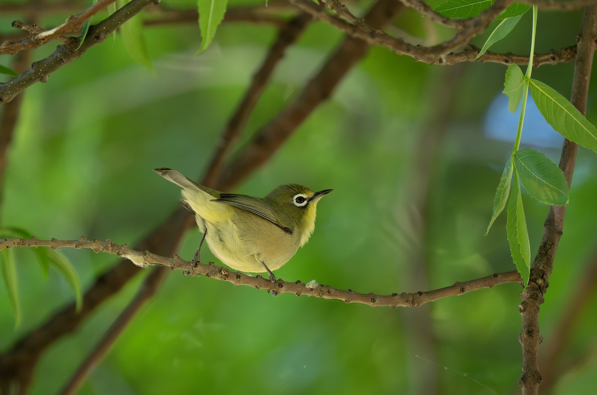 Anteojitos del Orange - ML646442929