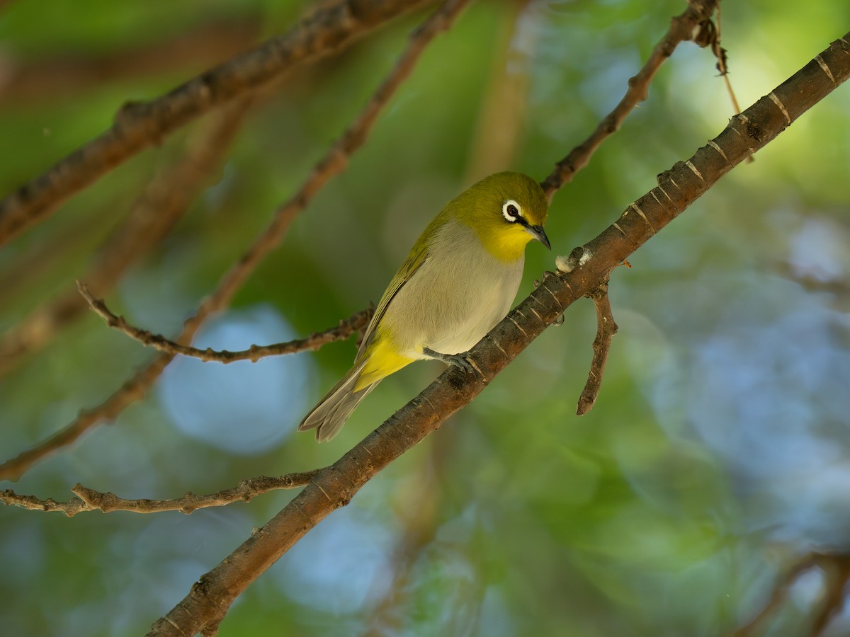 Anteojitos del Orange - ML646442930