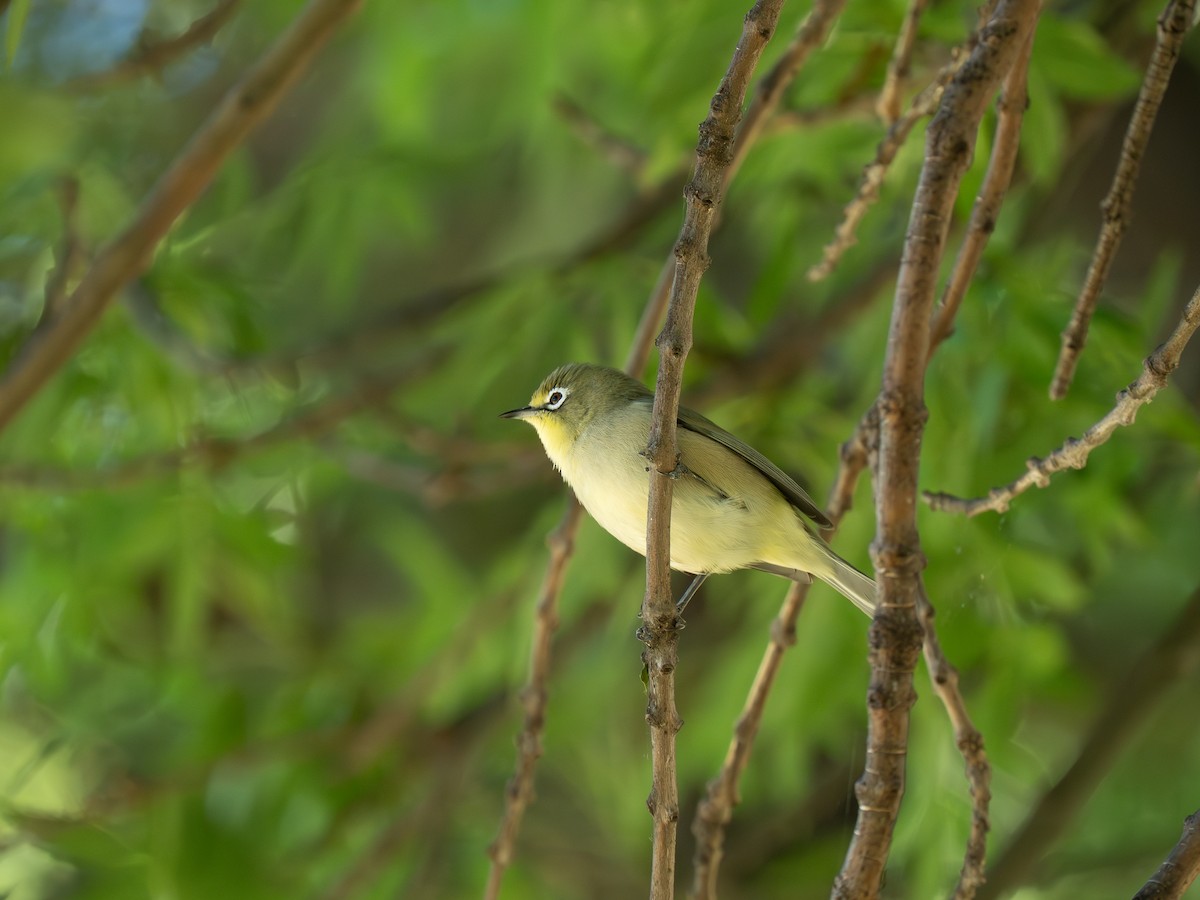 Anteojitos del Orange - ML646442931