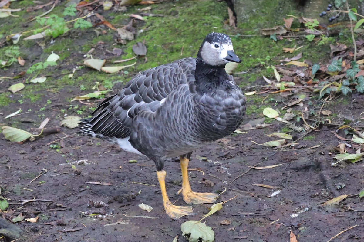 Ánsar/Barnacla sp. - ML646442932