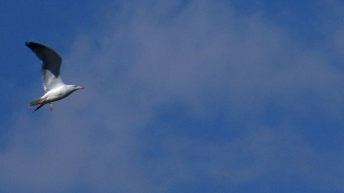 Gaviota Patiamarilla - ML646442934