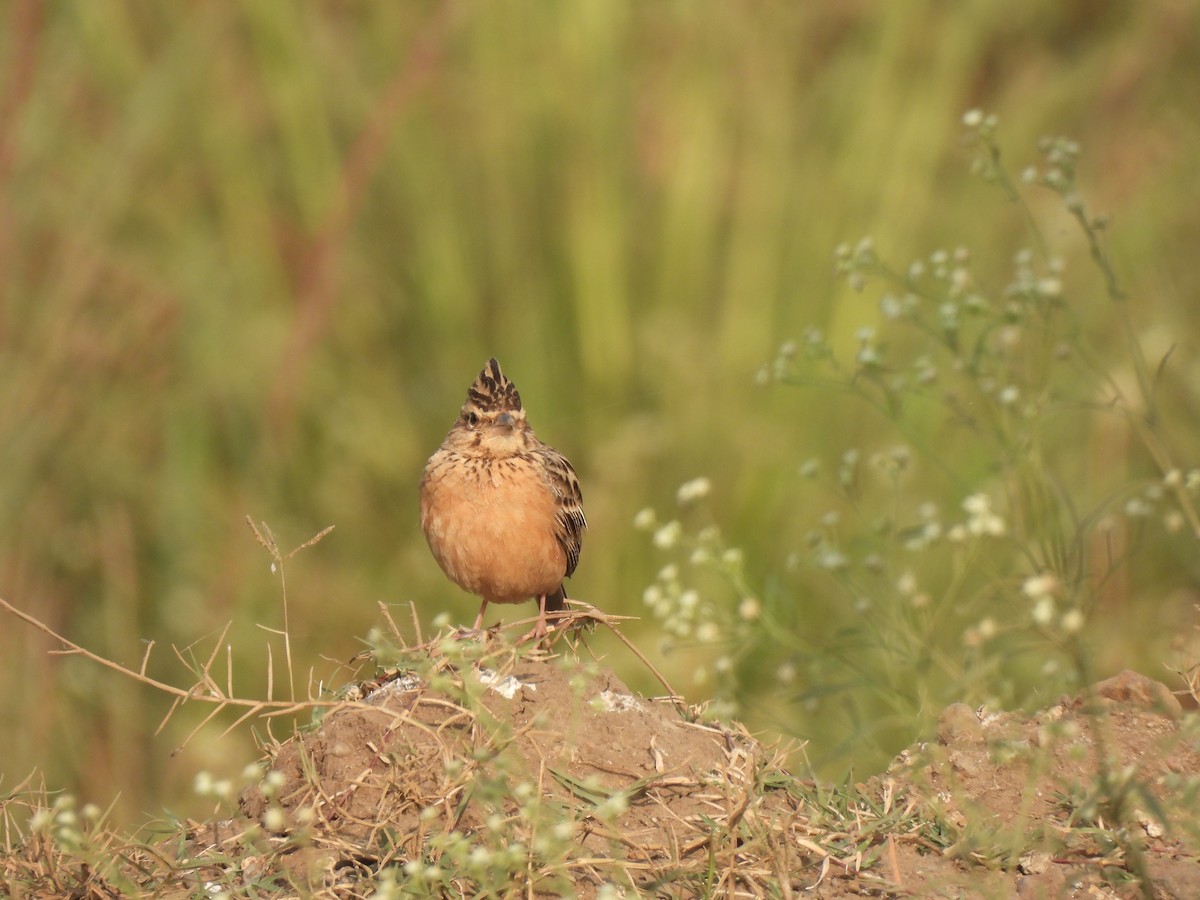 Cogujada de Deva - ML646442935