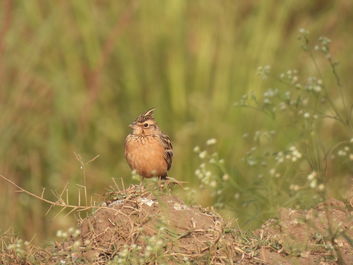 Cogujada de Deva - ML646442936