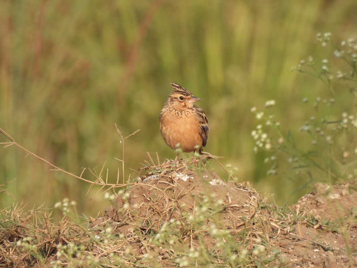 Cogujada de Deva - ML646442937