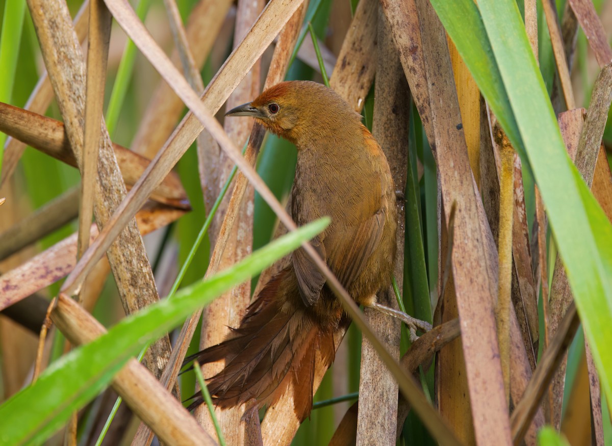 Espinero Pechicanelo - ML646442938