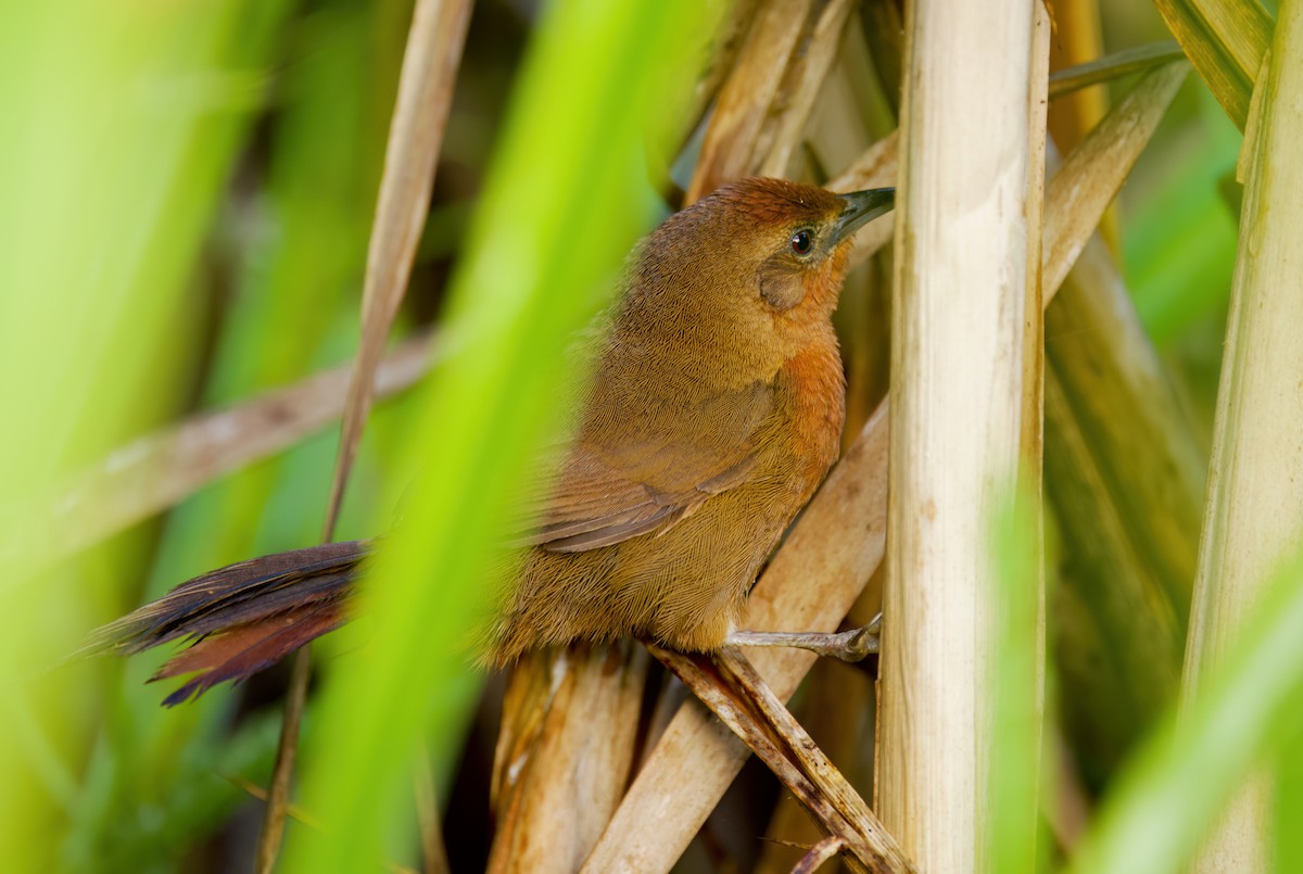 Espinero Pechicanelo - ML646442939