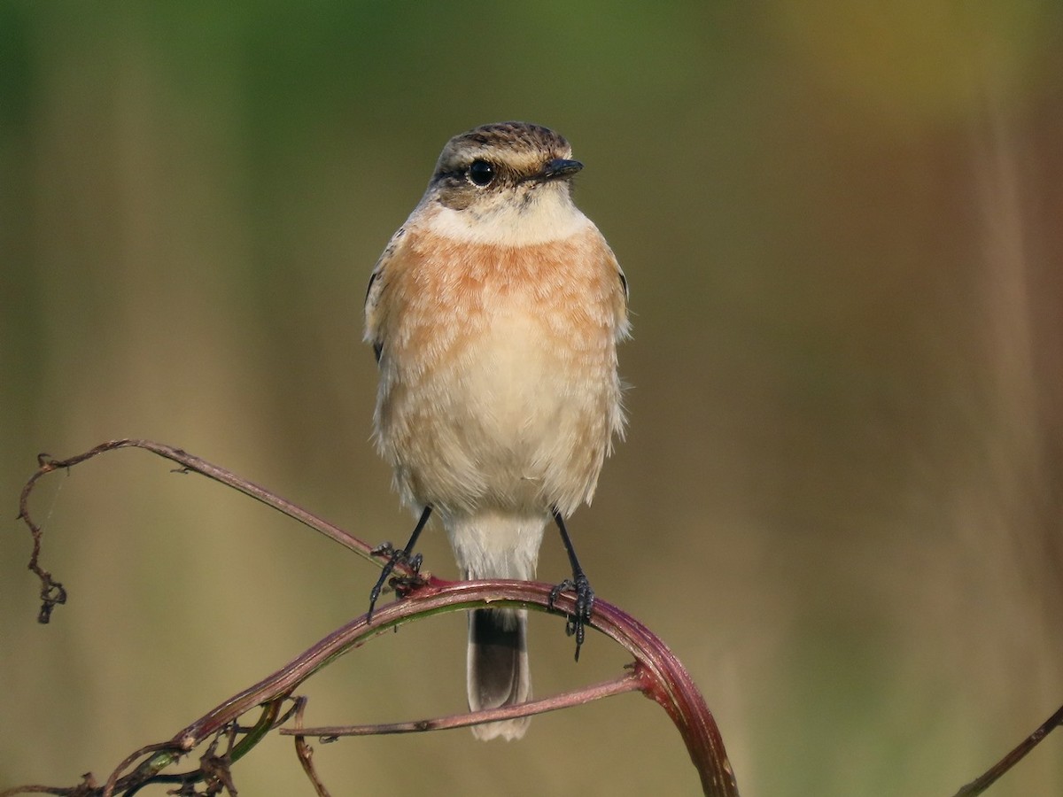 Tarabilla del Amur - ML646442940