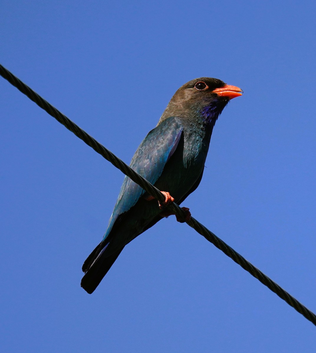 Carraca Oriental - ML646442941