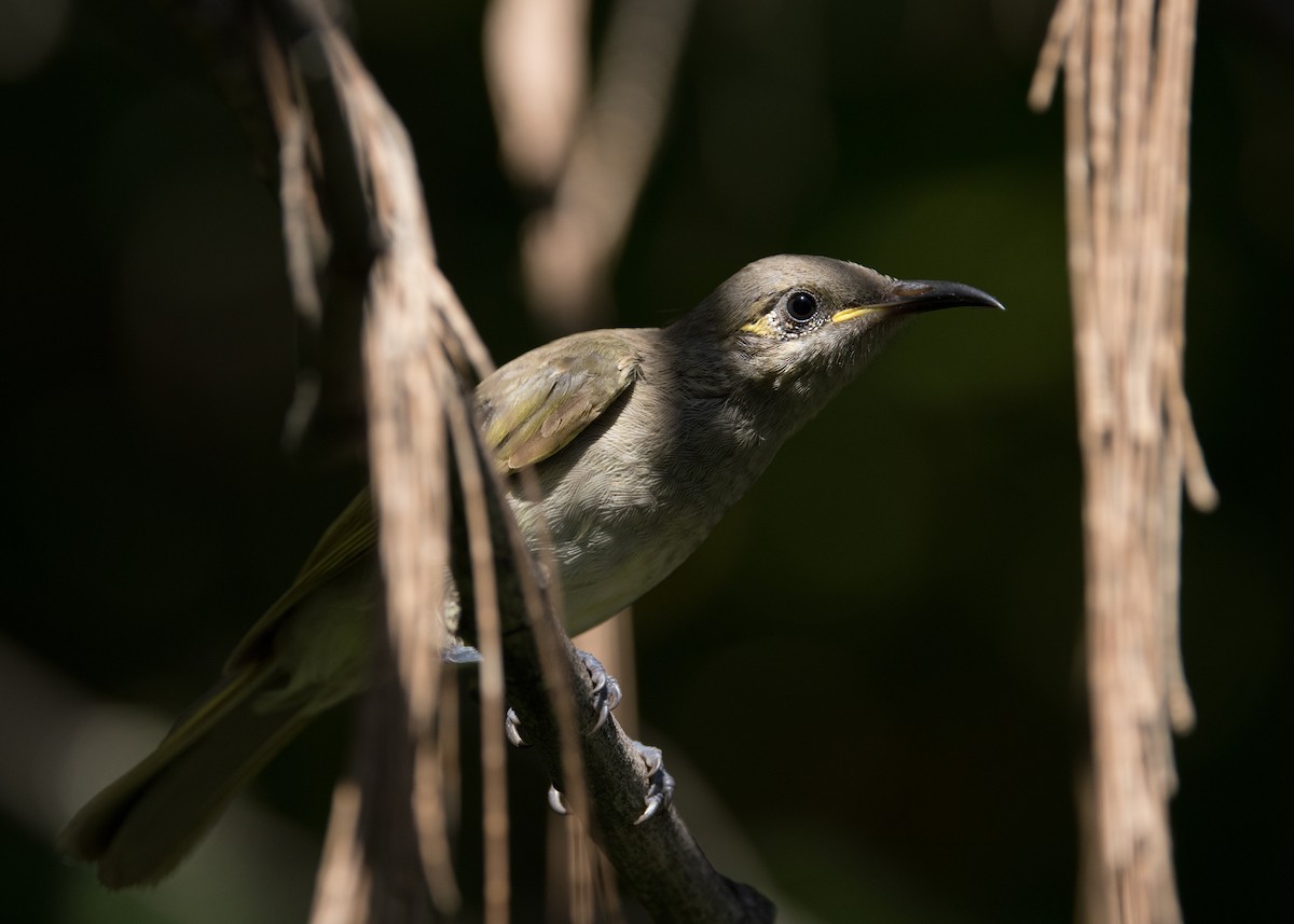 Mielero Pardo - ML646442942