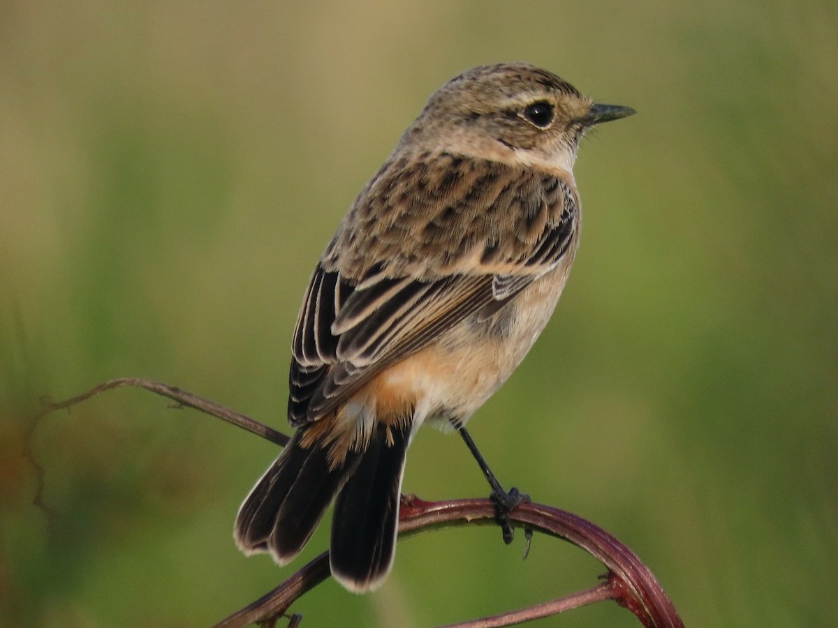 Tarabilla del Amur - ML646442948