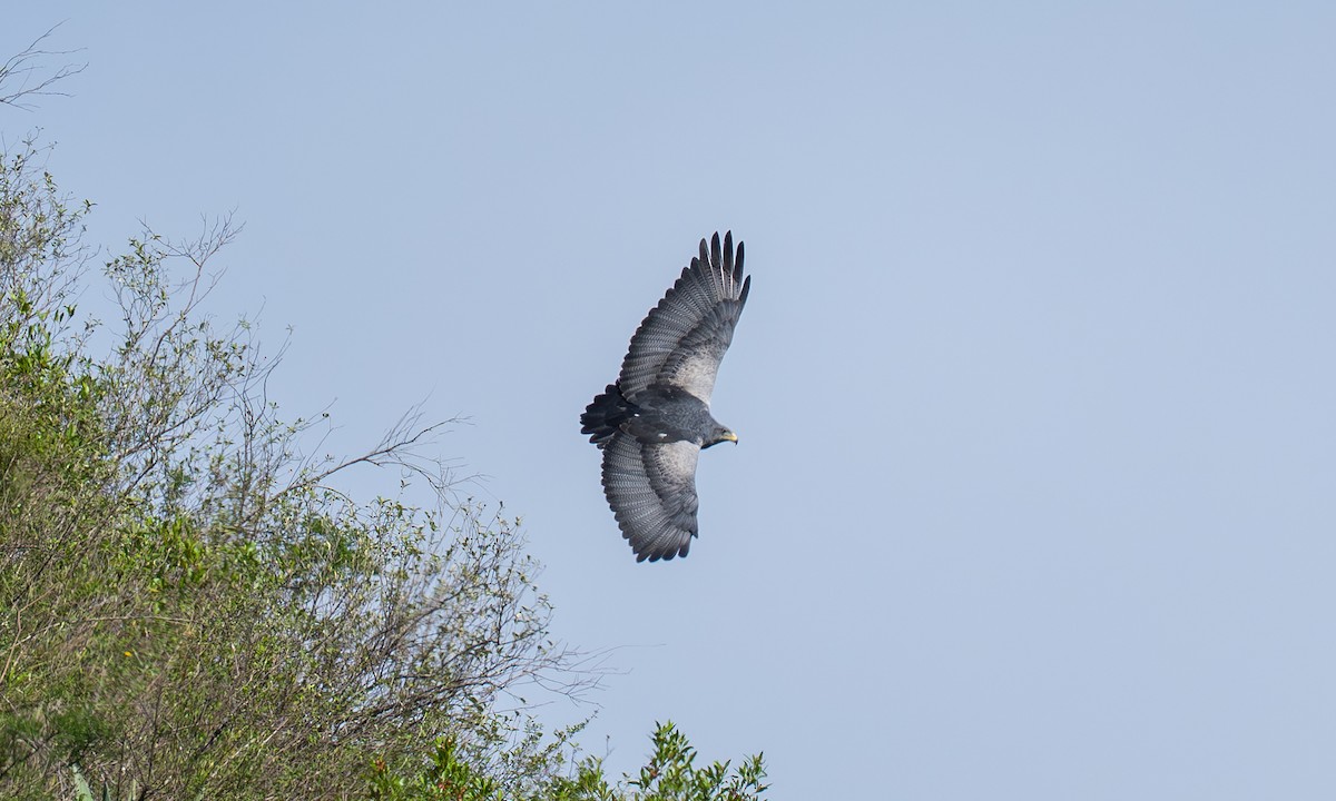 Águila Mora - ML646442949