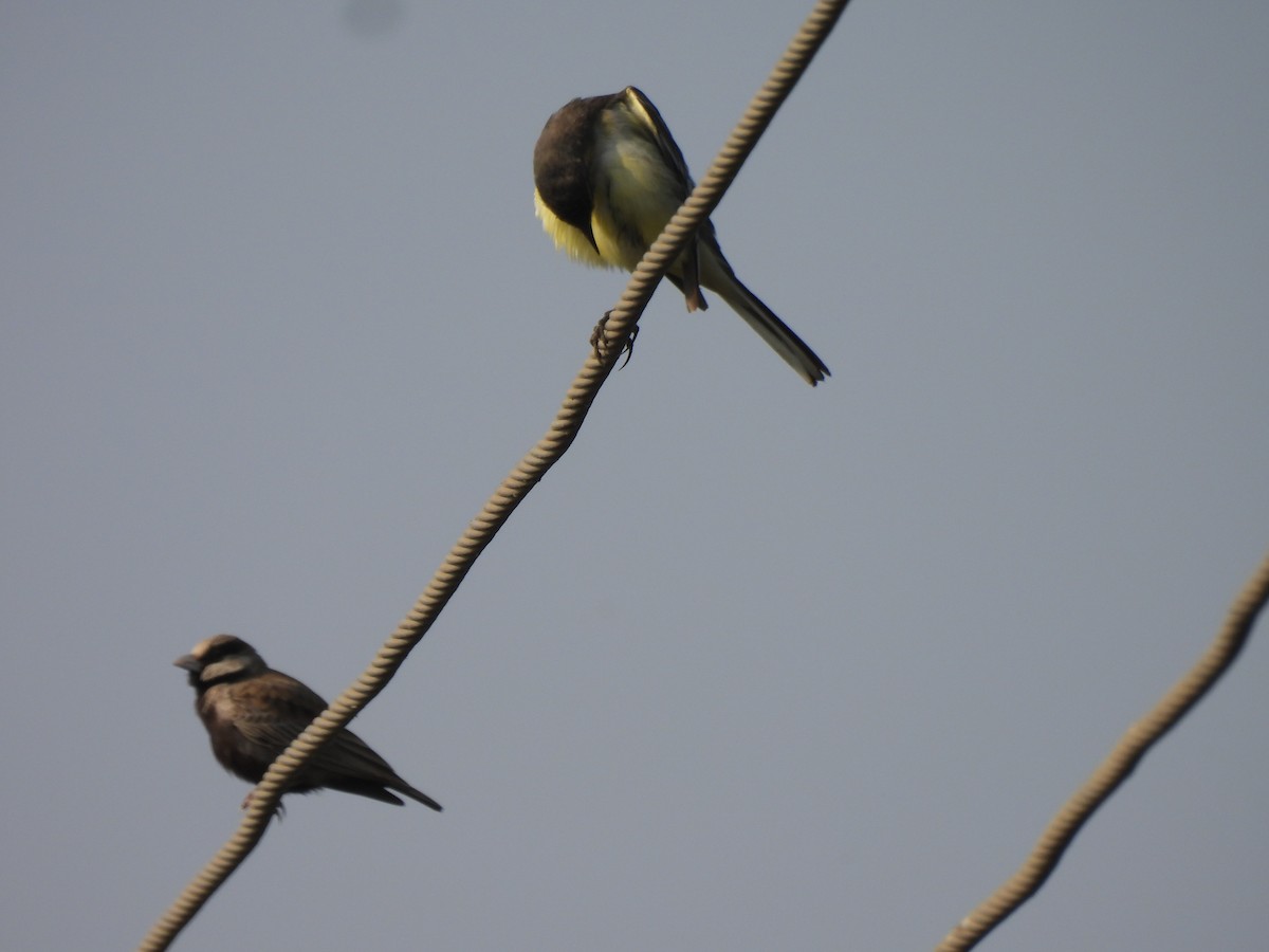Terrera Coronigrís - ML646442950