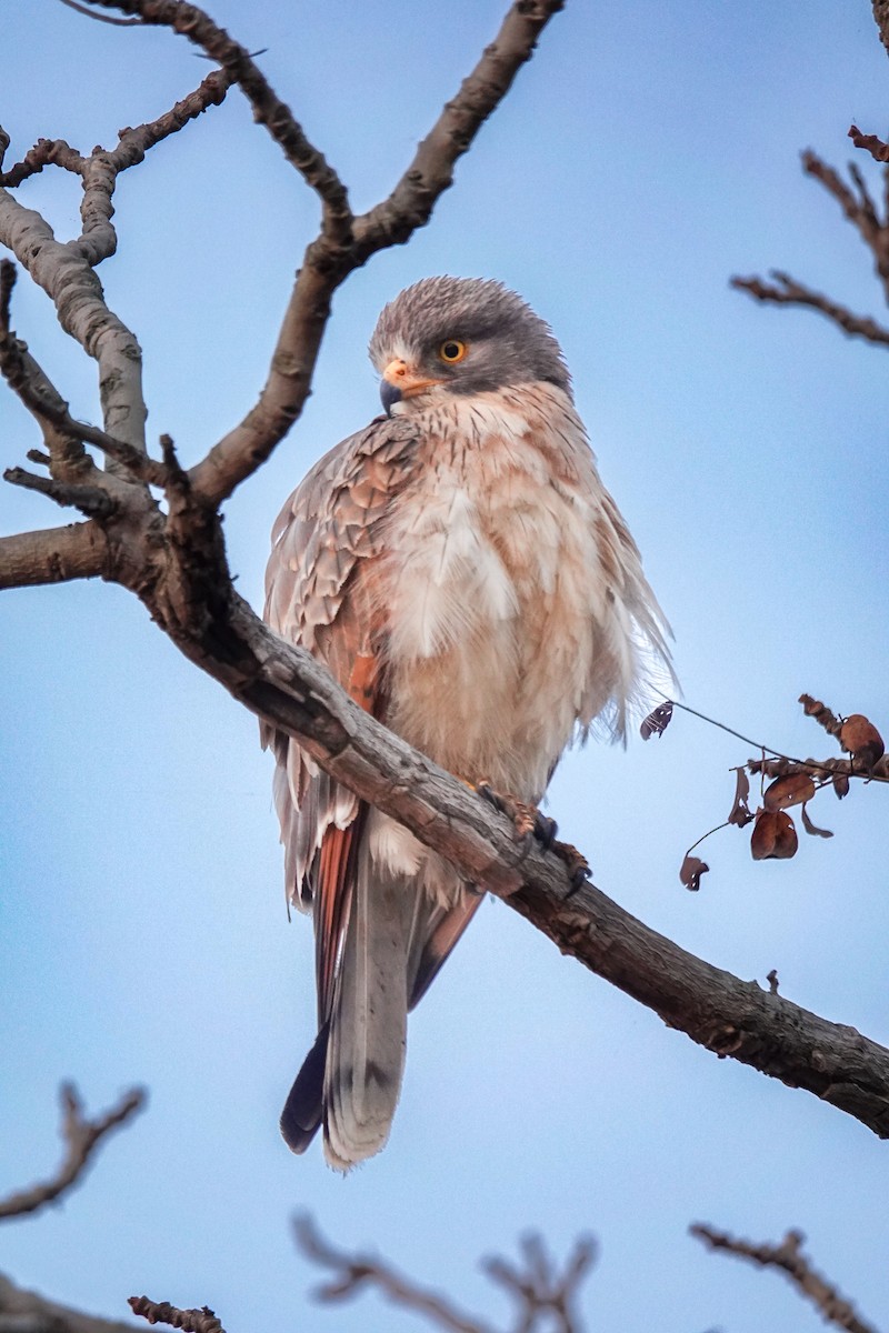 jestřábec sarančí - ML646442953