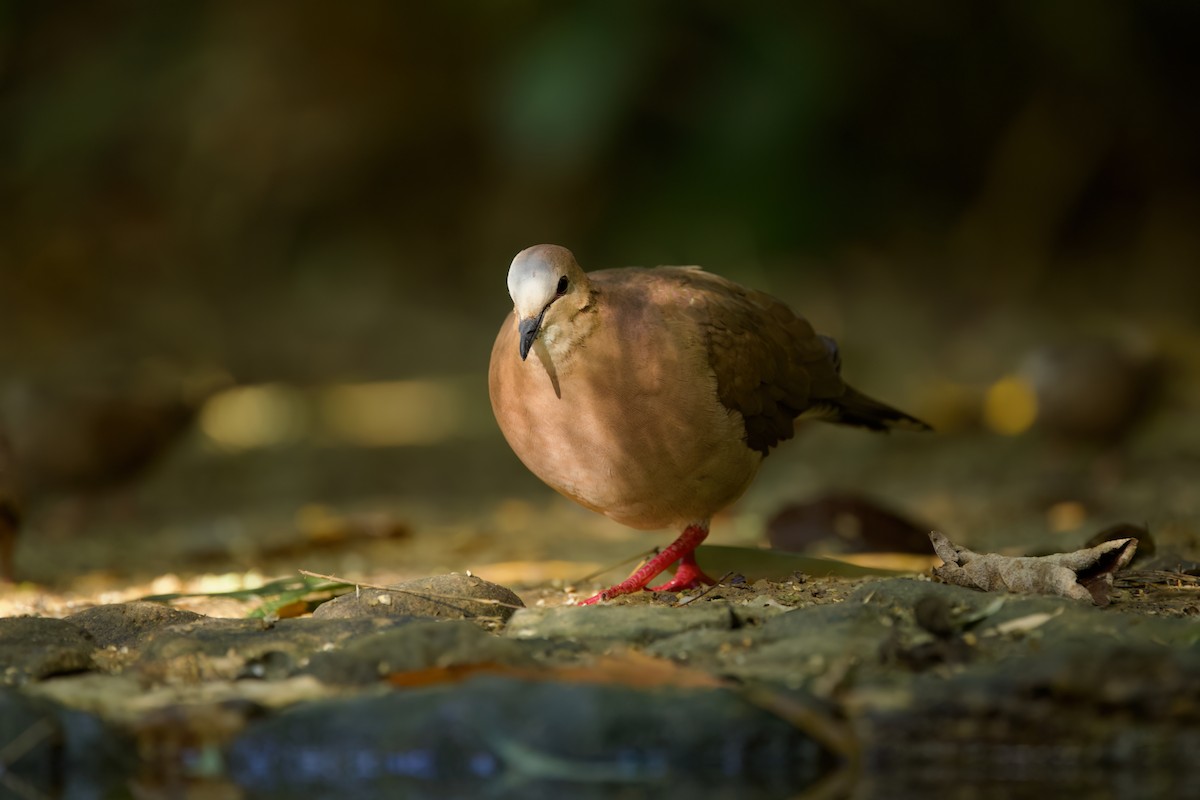 Gray-fronted Dove - ML646442958